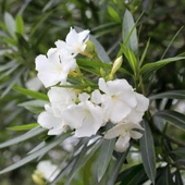 Beyaz Çiçekli Zakkum Fidanı 30-60 cm thumbnail 3