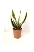 Sarı Çizgili Sanseveria Paşa Kılıcı 10-20 cm thumbnail 1