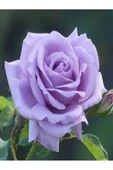 Mor Lila Gül Fidanı 10-20 cm thumbnail 1