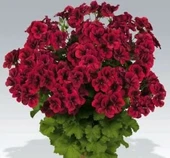 Kırmızı Sardunya Çiçeği 3 Adet 10-20 cm thumbnail 4