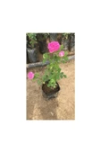 Fragrant Real Isparta Rose Seedling Bol Kokulu Gerçek Isparta Gülü Fidanı 10-20 cm thumbnail 2