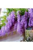 Purple Wisteria Seedling Mor Salkım Fidanı 10-20 cm thumbnail 1