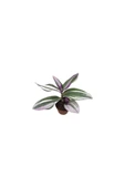 Nanouk Telgraf Çiçeği Tradescantia Nanouk 10-20 cm thumbnail 3