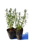 Lavender Seedling Lavanta Fidanı Fidesi 2 Adet 15-25 cm Intermedia thumbnail 3