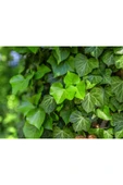 Hedera Canariensis - Kanarya Adası Sarmaşığı - Kaya Sarmaşığı thumbnail 2