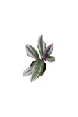 Nanouk Telgraf Çiçeği Tradescantia Nanouk 10-20 cm thumbnail 2