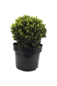 Boxwood Seedling Şimşir Fidanı 20-40 Cm ( Buxus Japonica Rococo ) thumbnail 1