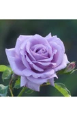 Mor Lila Gül Fidanı 10-20 cm thumbnail 2