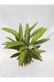 Kalatya-Calathea Rufibarba Wavestar Dua Çiçeği 10-20 cm thumbnail 2