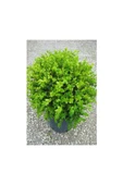 Boxwood Seedling Şimşir Fidanı 20-40 Cm ( Buxus Japonica Rococo ) thumbnail 2