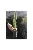 Biberiye Fide Fidanı 20-30 cm Rosmarinus Officinalis 1 Adet thumbnail 2