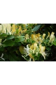 Honeysuckle Flower Seedling Hanımeli Çiçeği Fidanı Lonicera 10-20 cm thumbnail 2