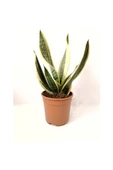 Sarı Çizgili Paşa Kılıcı Sansevieria 10-20 cm thumbnail 1