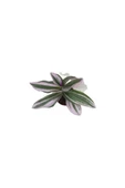 Nanouk Telgraf Çiçeği Tradescantia Nanouk 10-20 cm thumbnail 1