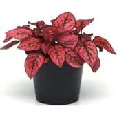 Hypoestes Hostes Çiçeği Kırmızı Benek 10-20 Cm thumbnail 1