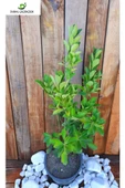 Yeşil Taflan Bitkisi Euonymus Japonica Çok Yıllık Bitki 10-20 cm thumbnail 2