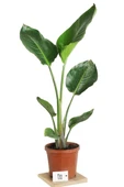 Starliçe Cennet Kuşu Strelitzia 30-40 cm thumbnail 3