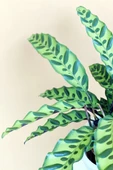 Calathea Lancifolia 'rattlesnake' - Dua Çiçeği Kaladya - Ev Ofis Salon Iç Mekan Bitkisi - 40 Cm thumbnail 2