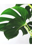 Deve Tabanı - Monstera Deliciosa - 50 Cm Boyunda thumbnail 4