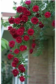 3 Adet Kırmızı Gül Fidanı Sarmaşık Kokulu Yediveren 10-20 cm thumbnail 1