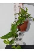 Küçük Patos Bitkisi (Golden Pothos) 10-20 cm thumbnail 2