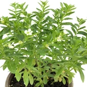 Beyaz Kufeya Çiçeği 10-30 Cm thumbnail 2