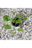 Pilea Peperomioides, Çin Para Ağacı, Para Çiçeği Fidanı 10-20 cm thumbnail 3