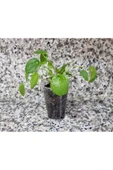 Pilea Peperomioides, Çin Para Ağacı, Para Çiçeği Fidanı 10-20 cm thumbnail 4