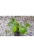 Pilea Peperomioides, Çin Para Ağacı, Para Çiçeği Fidanı 10-20 cm thumbnail 2