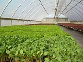 36 Aylık Sera Naylonu 350 Mikron Uv-ab-eva Katkılı En 8 ( Girilen Adet Kadar Metraj Kesilecektir. ) thumbnail 2