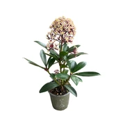 Skimmia Japonica 'Rubella' (Köpük Çalısı) thumbnail 1