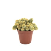 Mammillaria Elongata 'Subcrosea' (Kaktüs) thumbnail 1