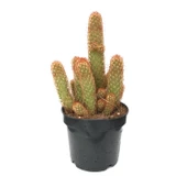 Mammillaria Elongata 'Copper King' (Kaktüs) thumbnail 1