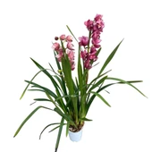 Cymbidium 'Pink' (Simbidyum Orkide) thumbnail 2