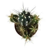 Neocardinazia Herzogiana (Kaktüs) thumbnail 2