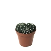 Echinopsis Subdenudata (Kaktüs) thumbnail 1