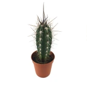 Stetsonia Coryne (Kaktüs) thumbnail 1