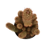 Mammillaria Elongata 'Copper King' (Kaktüs) thumbnail 2