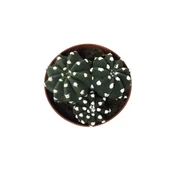 Echinopsis Subdenudata (Kaktüs) thumbnail 2