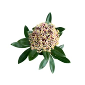Skimmia Japonica 'Rubella' (Köpük Çalısı) thumbnail 2