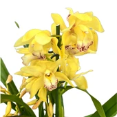 Cymbidium 'Yellow' (Simbidyum Orkide) thumbnail 1