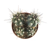 Stetsonia Coryne (Kaktüs) thumbnail 2