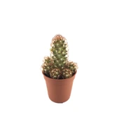 Mammillaria Elongata 'Copper King' (Kaktüs) thumbnail 1