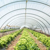 Vatan Plastik 36 Aylık Sera Naylonu 350 Mikron Uv-ab-ır-eva-ld Katkılı En 10 Mt(GİRİLEN ADET KADAR METRAJ KESİLİR) thumbnail 3