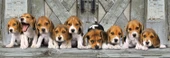 Clementoni - 1000 Parça High Quality Panorama Yetişkin Puzzle - Beagles - 39869 thumbnail 2