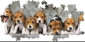 Clementoni - 1000 Parça High Quality Panorama Yetişkin Puzzle - Beagles - 39869 thumbnail 4