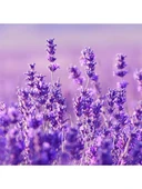 Agarta Doğal Lavanta Cilt Bakım Kremi 75 ml x 3 Adet thumbnail 3