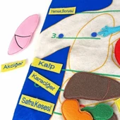 AND-5120 CIRTLI VÜCUDUMUZ PANO thumbnail 3