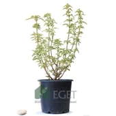 Anadolu Ada Çayı (Salvia fruticosa)- 3 lt Saksıda thumbnail 2