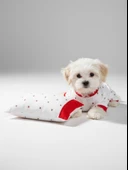 Berry Köpek Uyku Takımı | Pamuklu Penye Köpek Tulumu ve Mini Yastık | Küçük Irklar İçin | Tüy Dökülmesini Azaltır thumbnail 1